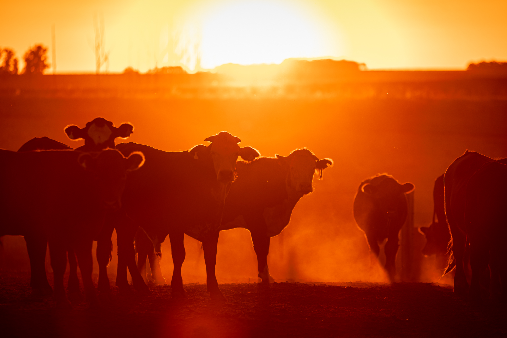 Ganado en campo uruguayo